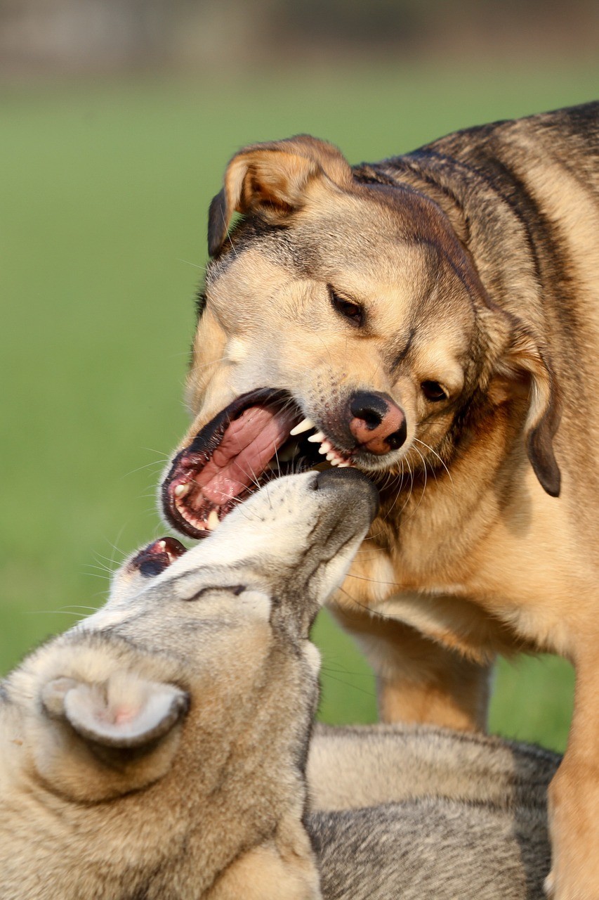 Vergleich Gunstige Anbieter Von Kampfhundehaftpflichtversicherungen