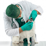 Hunde Op Versicherung Vergleich und Test