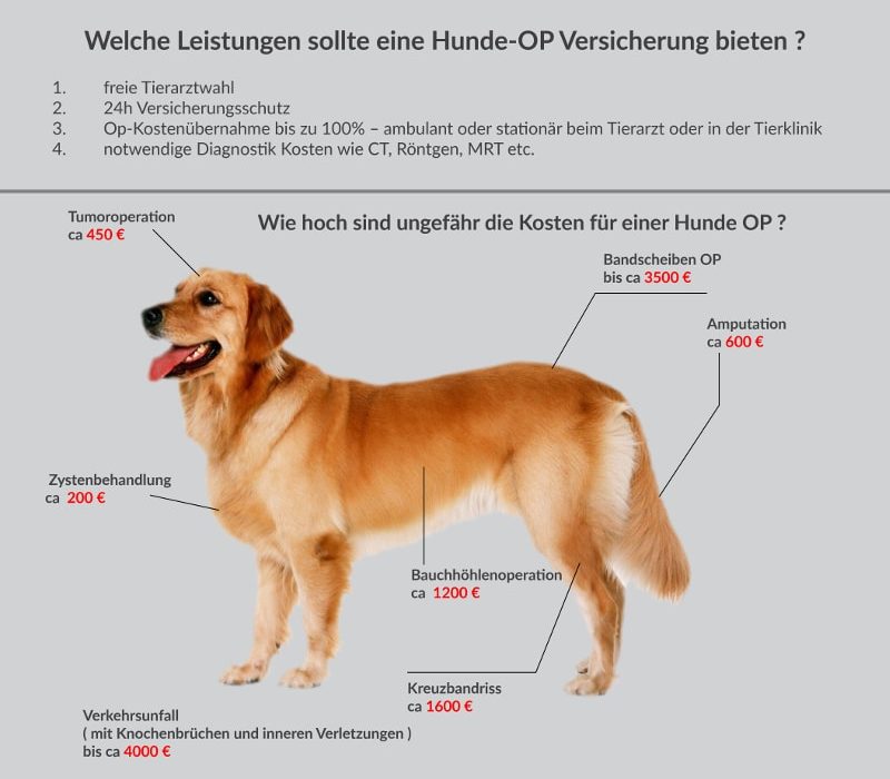 glaukom hund op kosten