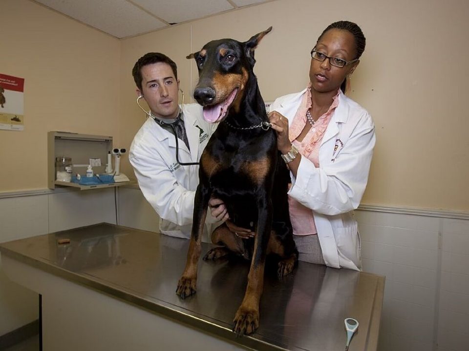 Hunde Op Versicherung