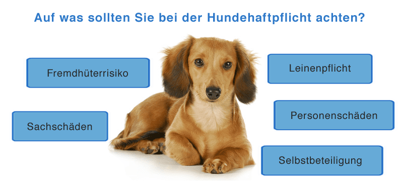 Auf was sollten Sie bei einer Hundehaftpflicht achten ?