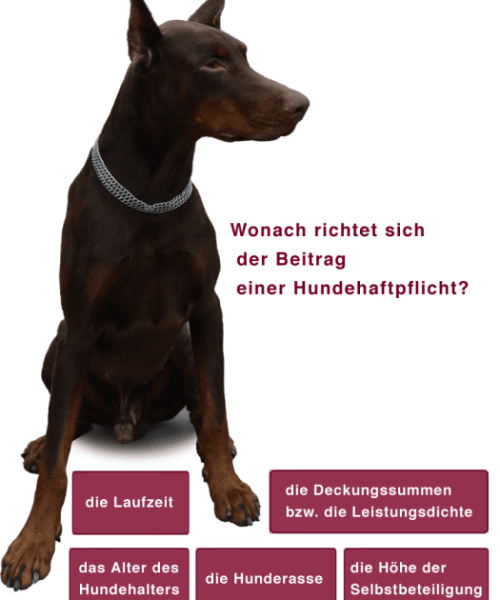 Hundehaftpflicht Beitragshöhe