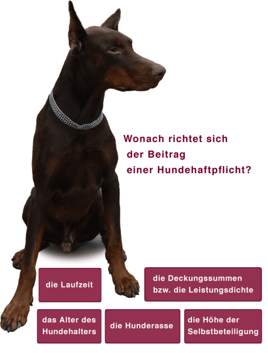 Hundehaftpflicht Beitragshöhe