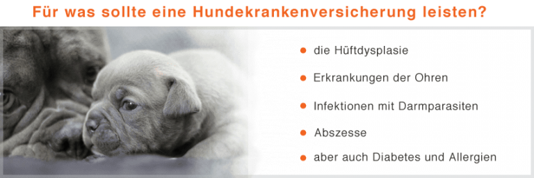 Hansemerkur Hundehaftpflicht » Erfahrung & Test mit der Hansemerkur