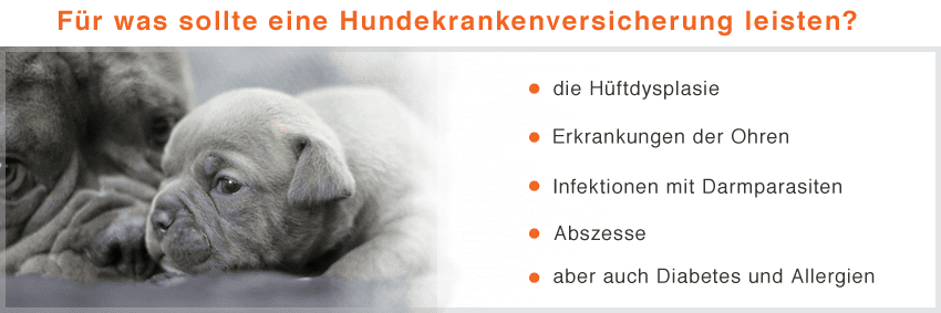 Leistung Hundehaftpflicht