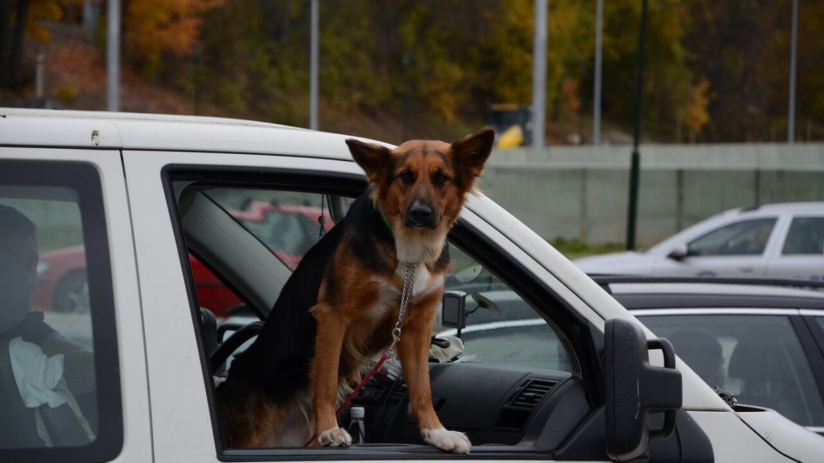 ᐅᐅ】Hund im Auto transportieren — Auf was sollte ich im Auto achten ?