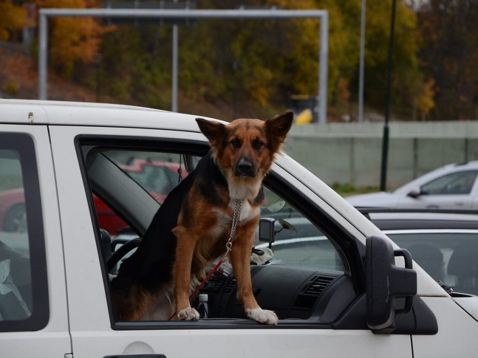 Hund bellt Menschen an » Was kann ich gegen das anbellen tun