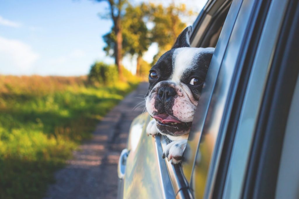 Hund sicher im Auto transportieren
